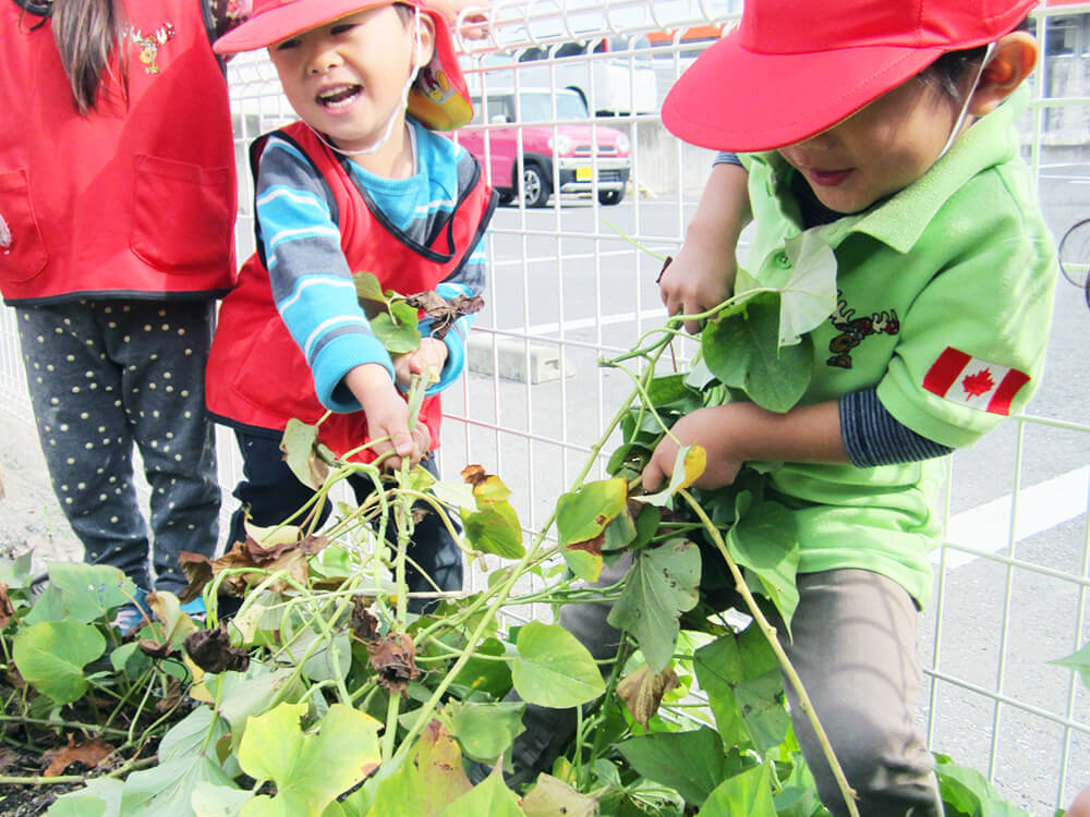 Sweet potato Harvest